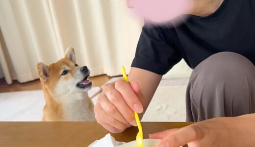 【しゃべる犬】うちの柴犬がとうとう人間と会話を始めましたw