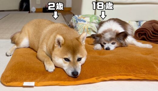 柴犬(2歳)と先住犬(18歳)の留守番をカメラで見守ったら愛が溢れてました