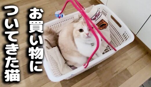 こっそりお買い物について行こうとする猫がこちら