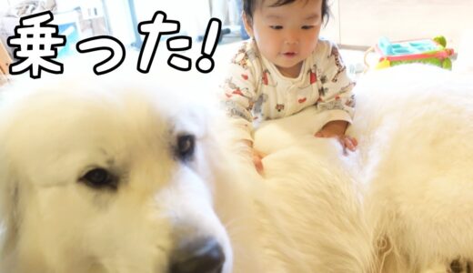 【ついに！】とうとう妹が超大型犬の背中の上に乗っちゃいましたw｜グレートピレニーズ