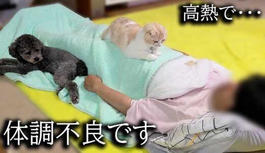 高熱で体調不良の飼い主を看病してくれる猫と犬が優しすぎた…