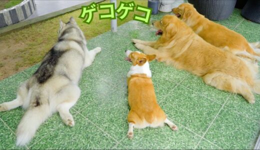 カエルみたい伏せ方をする犬たちが可愛すぎ！！！