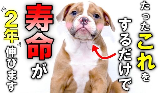 犬が泣くほど幸せに感じること12選