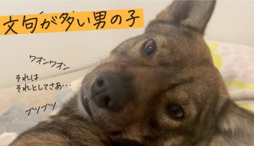 オヤツをもらいながらも、めちゃくちゃ文句をいう犬チャーリー