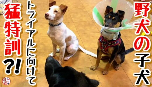 【子猫　保護犬 野犬】野犬の子犬、トライアルまで猛特訓？！