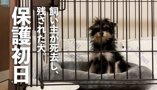 飼い主と一緒に自分の名前も失くした保護犬。我が家での初日。