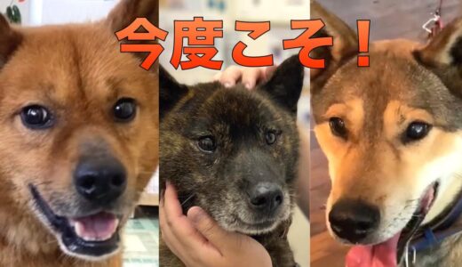 【61】賢く優しい和犬が3匹も！今度こそずっとの幸せのお家を待っています☆生まれたての赤ちゃん猫にも優しい保護子猫たち