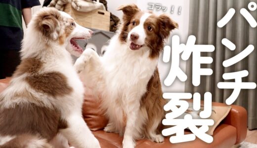 子犬に飼い主との会話を遮られ犬パンチをしちゃうボーダーコリー！！！