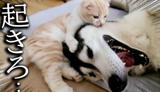 猫が2度寝する犬を叩き起こした結果こうなりました…