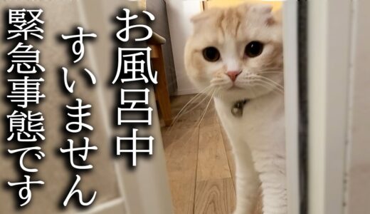 猫がハスキー犬の異変に気づき知らせに来ました...