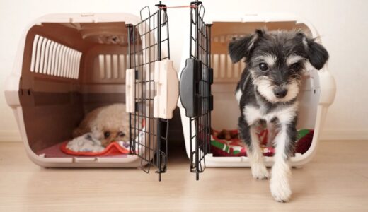 グングンいきいき、興味津々な保護犬。8日目。