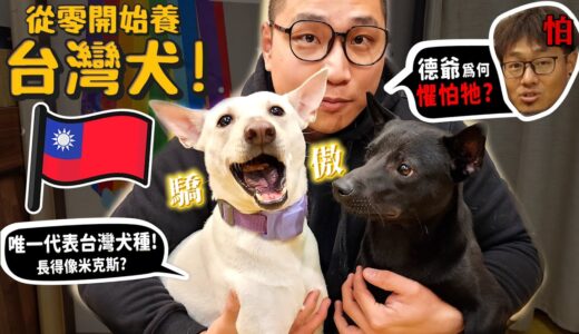 【從零開始養】台灣犬!唯一代表台灣的犬種!德爺居然會畏懼他!?長得像米克斯怎麼分辨?忠心護主救阿嬤的故事【許伯簡芝】