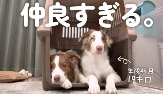 凄い勢いで成長する大型犬子犬に新しいハウスを買ったら先住犬と仲良しすぎてこうなりました♡笑