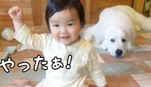 【驚き】赤ちゃんのまさかの行動を間近で観た超大型犬の反応が可愛すぎた｜グレートピレニーズ