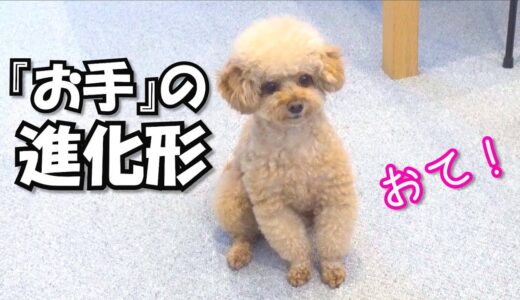 『超』進化したお手をするようになった犬をご覧ください