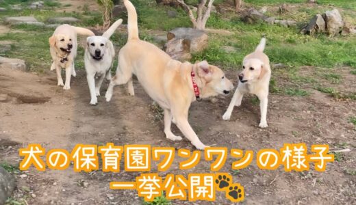 犬の保育園ワンワン🐾(ドッグホテル&一時預かり施設)の様子を一挙公開