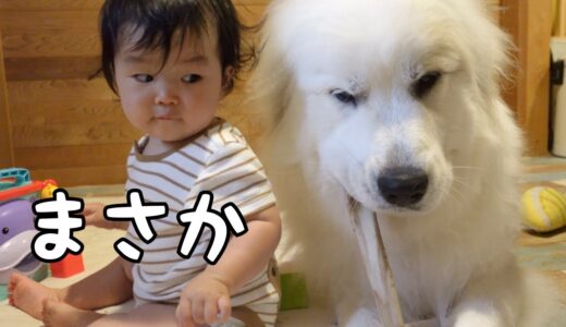 【逆襲】妹の優しさを無視し続けた超大型犬はこうなっちゃいました｜グレートピレニーズ