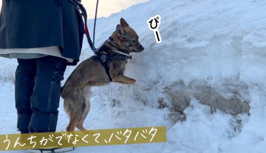 うんちがでないよ〜とバタバタ、ピーピー困る犬がごめんだけどかわいすぎる（足も拭けた）