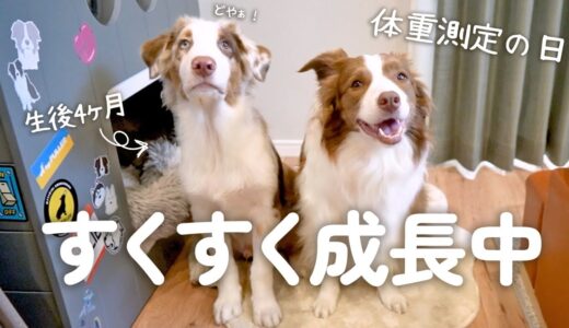 我が家に来てたったの2ヶ月で先住犬とほぼ同じ大きさになった大型犬の子犬！！！【体重測定の日】