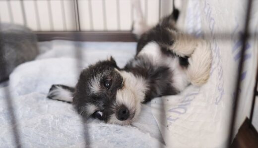 我が家に来て10日目の保護犬。今日もあめくんらしく成長中。