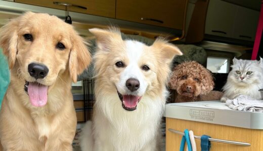 【暴露】子犬と犬猫が居る多頭飼いのリアルなお金事情がヤバすぎた…【ゴールデンレトリバー ・ ボーダーコリー】