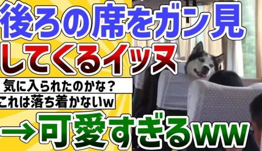 【2ch動物スレ】後ろの席をガン見し続ける犬さんが可愛すぎたｗ