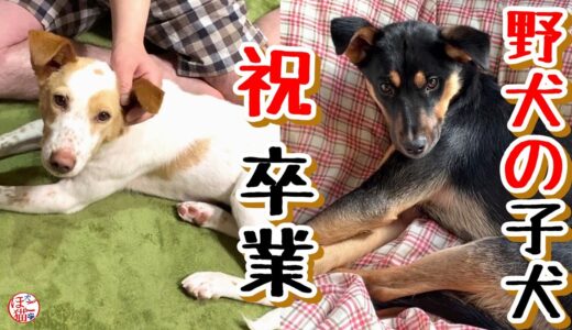 【子猫　保護犬 野犬】野犬の子犬、ふたり揃って卒業！