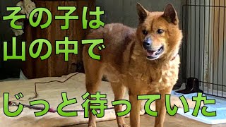 【59】数々の愛されていた証拠が残る和犬がなぜ山の中に⁈続々と幸せを掴む保護猫達と止まらない真夏の保護…