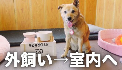 雑種犬コロちゃんをエアコンの効いた室内に入れるとこうなります。