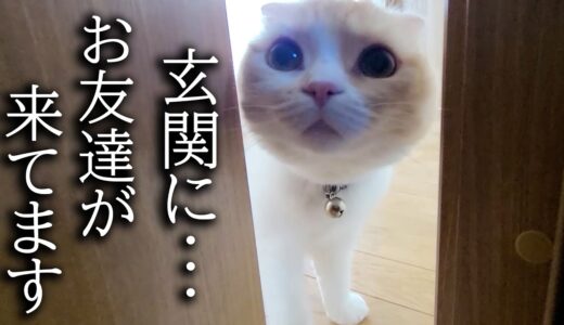 突然の友達の訪問に大喜びの猫と犬がこちらです