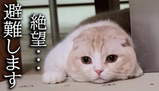 台風でこの世の終わりを察した猫と犬がこちらです