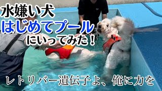 水嫌い犬【初めてのプール】レトリバーの遺伝子よ、力を貸してくれ…