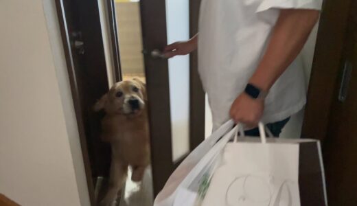 １週間ぶりの再会で愛犬が号泣する姿を見て、飼い主の方が泣いてしまった。