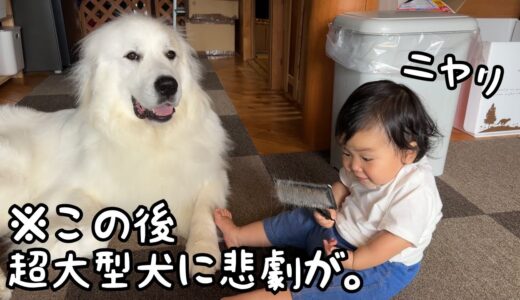 【ついに】妹がブラシを手にした途端、超大型犬の目の色が変わりました｜グレートピレニーズ