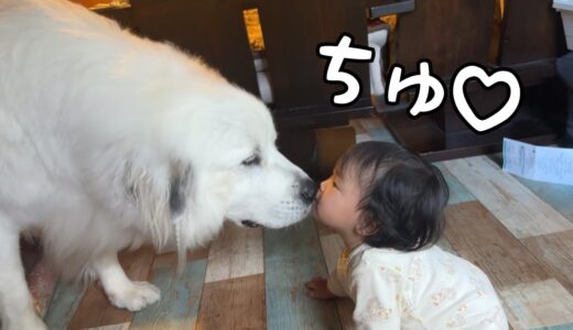 【大好き♡】妹が何度も超大型犬にチュウをして大喜びするのが可愛すぎた｜グレートピレニーズ