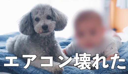 🐶【犬と赤ちゃんの日常#4】エアコンが故障！愛犬が夏バテしてご飯を食べなくなりました。