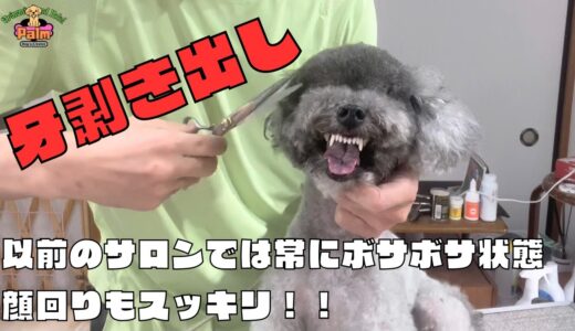 噛み犬トリミングにトイプードルの銀ちゃんが初来店！！