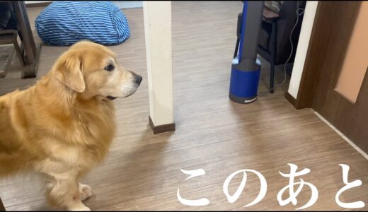 2日間出張に行って帰ったら、愛犬が怒りながら泣きました。