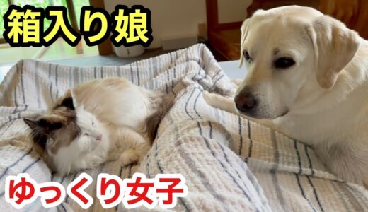 箱入り娘な犬猫女子と男子の違い