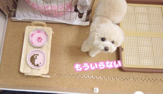 【悲報】妹犬が朝ごはんを残すようになってしまいました…