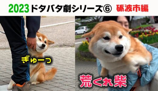 2023狂犬病予防注射会場のドタバタ劇⑥ 砺波市編　※オープニングタイトルには「シリーズ８」と記してありますが正しくは⑥です。