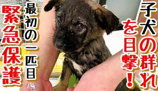 【子犬　保護犬　野犬】子犬の群れを目撃！最初の子犬を保護しました