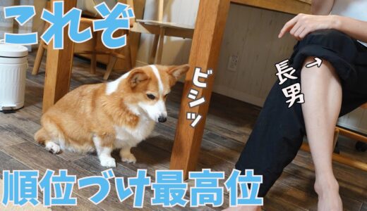 愛犬からの格付けが最高位の長男と最下位の母