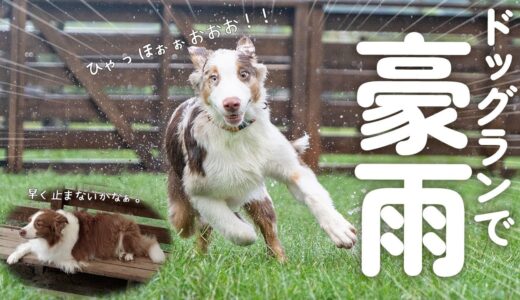 豪雨が降っても全く動じない子犬と雨宿りする先住犬の温度差が凄い(笑)