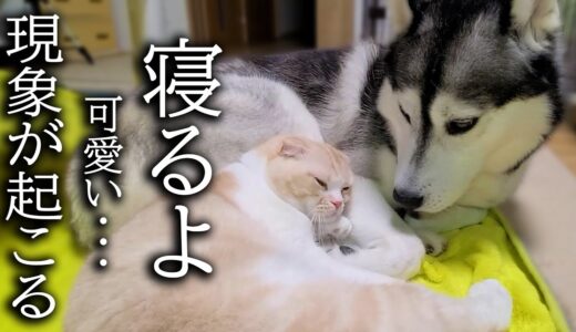 「寝るよ！」と言うと最愛の犬のお腹に移動して寝る猫が可愛い