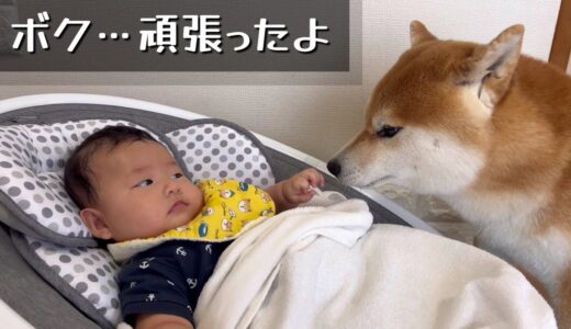 「大嫌いなお風呂頑張ってきた」と赤ちゃんに報告する律儀な柴犬達