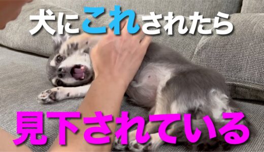 犬が飼い主を下に見ている時にする行動７選 見下す原因と解決するしつけ方法