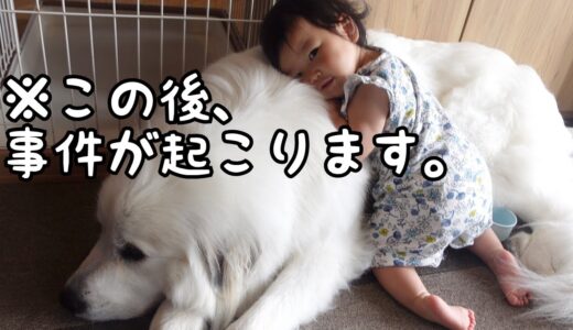 【最強】号泣しそうだった妹に秒で駆け寄ってあやす超大型犬が優しすぎた｜グレートピレニーズ