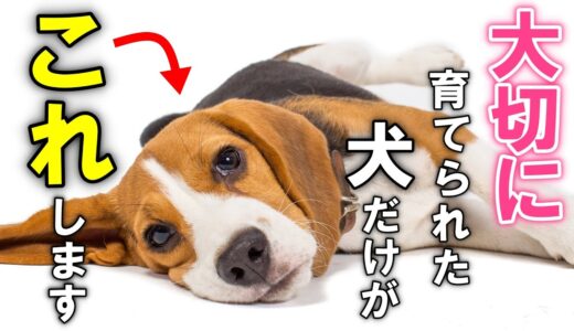 大切に育てられた幸せな犬だけに見られる１８の共通点