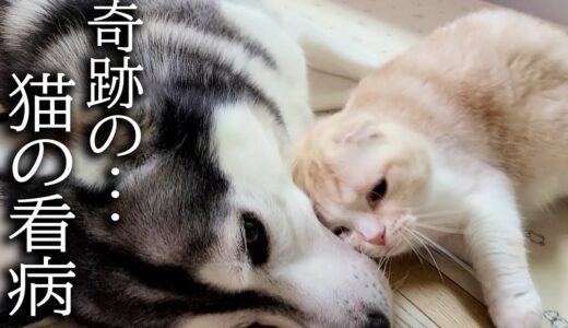 犬が病院から戻り心配性の猫が看病を始めたら…